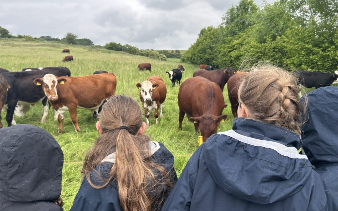 Food for Thought for Year 6 at ‘Wildfarmed’